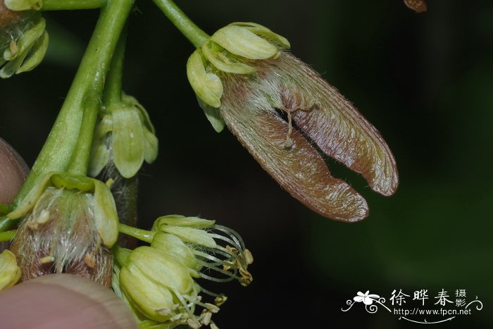 大叶枫Acer macrophyllum