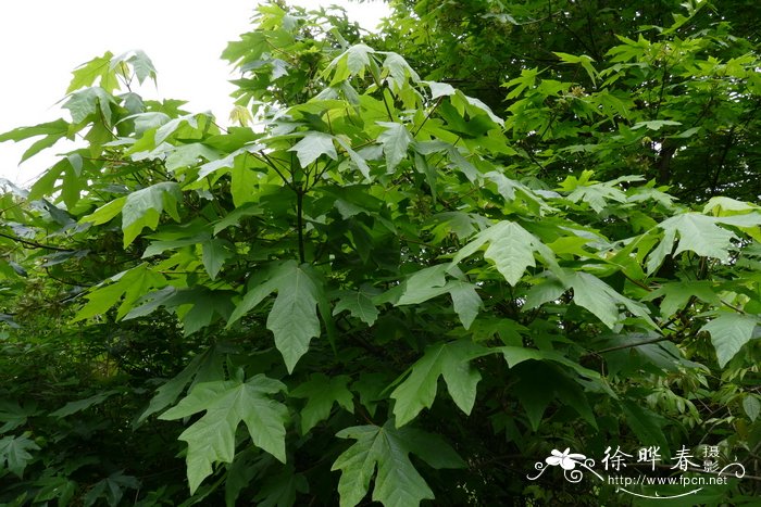 大叶枫Acer macrophyllum
