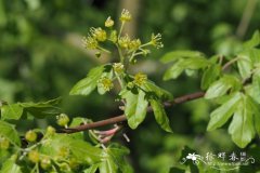 三裂枫Acer monspessulanum