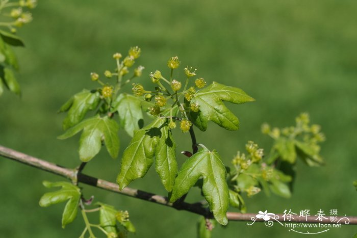 三裂枫Acer monspessulanum