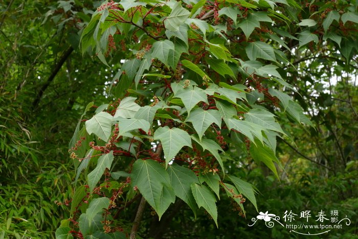 丽江槭Acer pectinatum subsp. forrestii