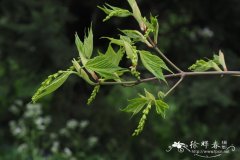 条纹槭Acer pensylvanicum