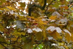 ‘辛德勒’挪威槭Acer platanoides 'Schwedleri'