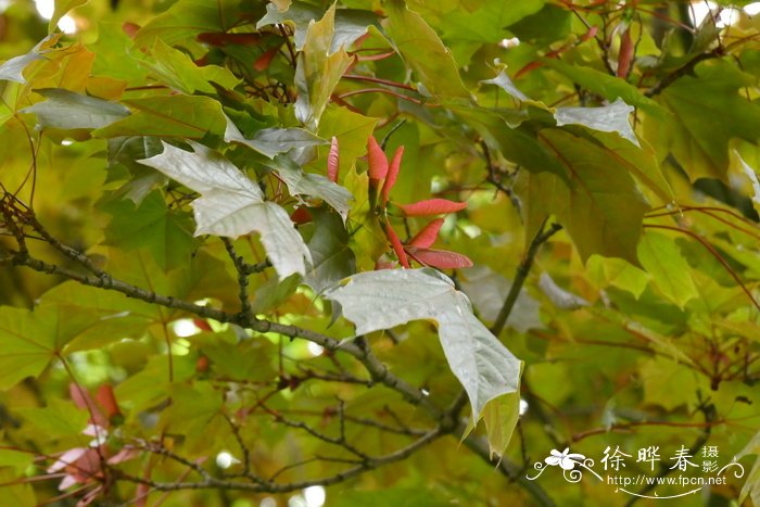 ‘辛德勒’挪威槭Acer platanoides 'Schwedleri'