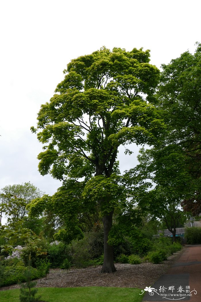 '科斯托芬'欧亚槭Acer pseudoplatanus 'Corstorphinense'