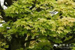 '普林茨'欧亚槭Acer pseudoplatanus 'Prinz Handjer'