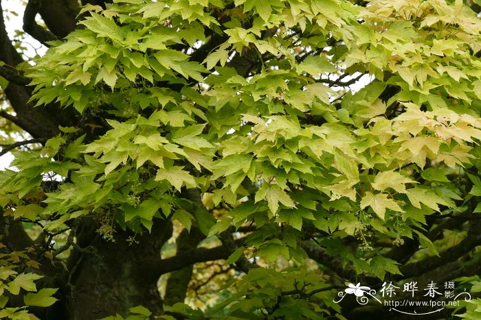 '普林茨'欧亚槭Acer pseudoplatanus 'Prinz Handjer'