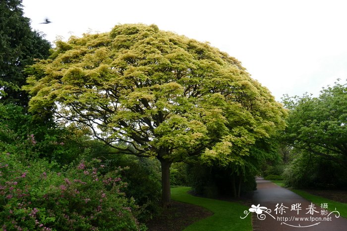 '普林茨'欧亚槭Acer pseudoplatanus 'Prinz Handjer'