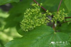 欧亚槭 Acer pseudoplatanus