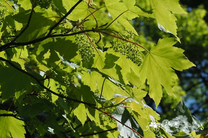 欧亚槭 Acer pseudoplatanus