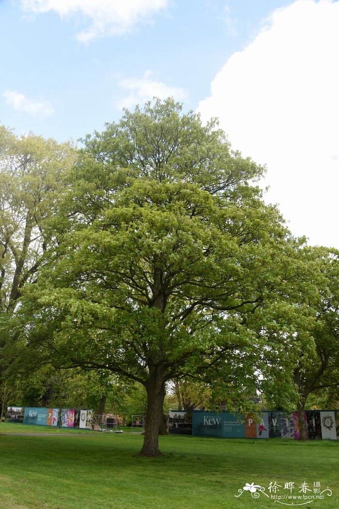 欧亚槭 Acer pseudoplatanus