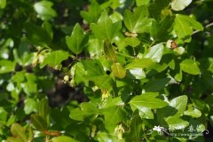 常绿槭Acer sempervirens