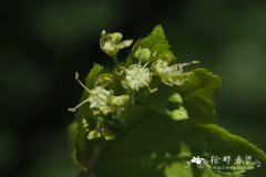 西博尔德槭Acer sieboldianum