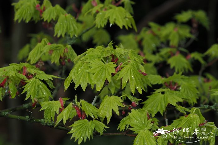 西博尔德槭Acer sieboldianum