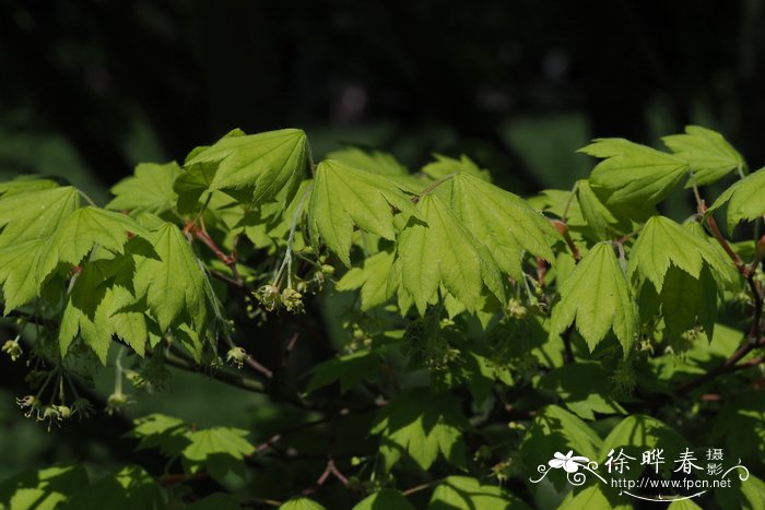 西博尔德槭Acer sieboldianum