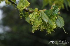 四蕊枫Acer stachyophyllum subsp. betulifolium