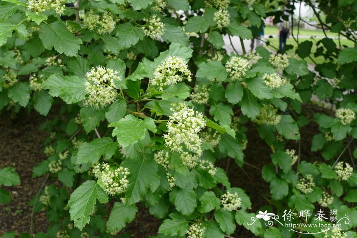 鞑靼槭Acer tataricum