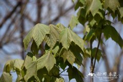 漾濞槭Acer yangbiense