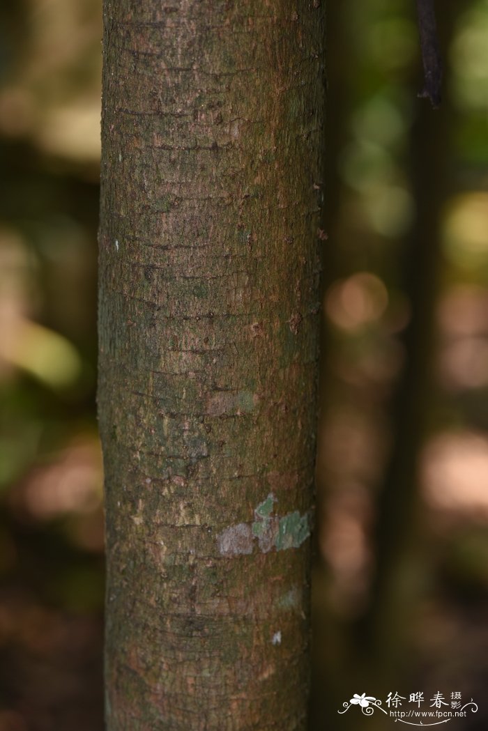 正金纳树Cinchona officinalis