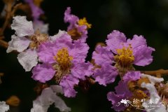 多花紫薇，稜萼紫薇Lagerstroemia floribunda