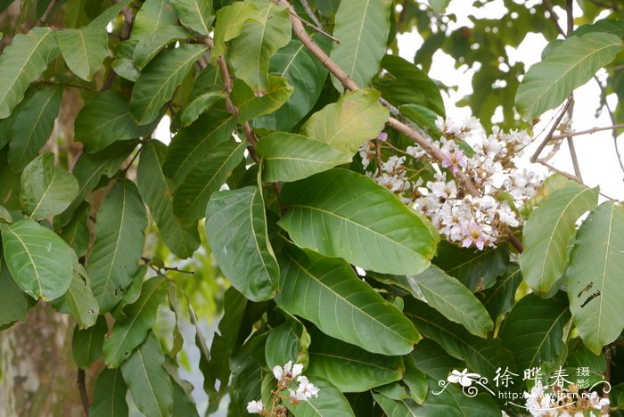 多花紫薇，稜萼紫薇Lagerstroemia floribunda