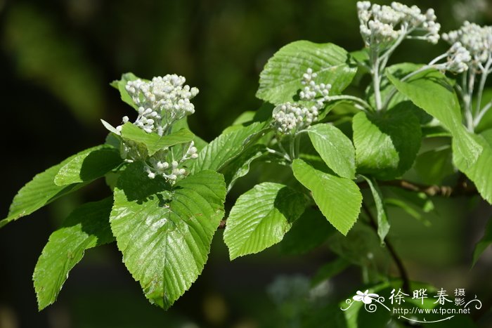 '雄伟'白花楸Sorbus aria 'Magnifica'