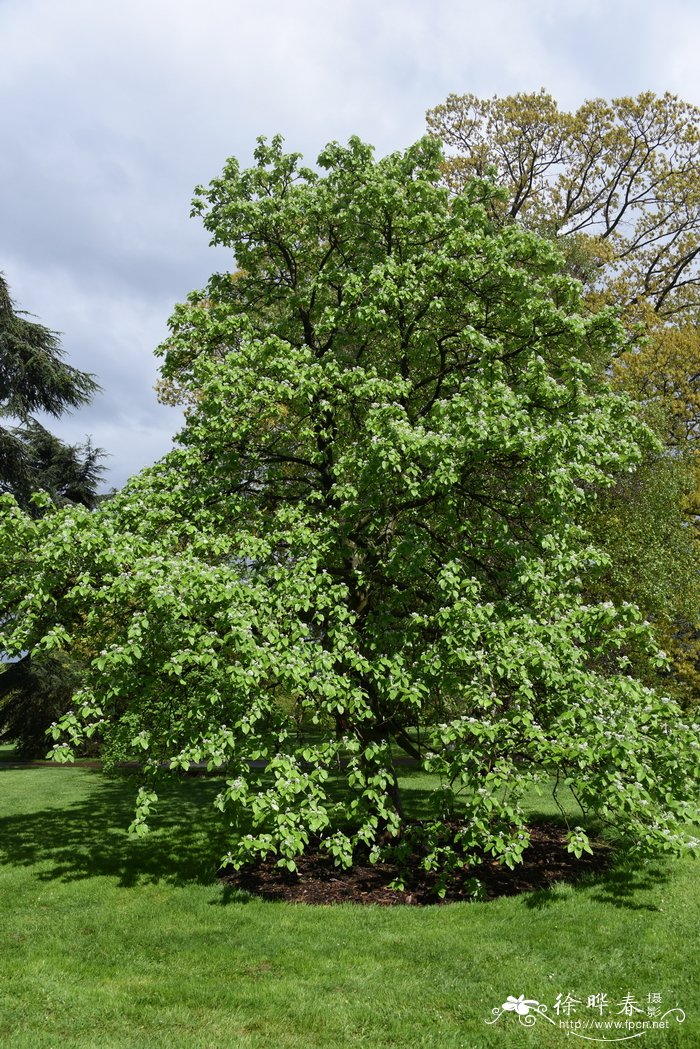 '雄伟'白花楸Sorbus aria 'Magnifica'