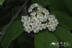 毛背花楸Sorbus aronioides