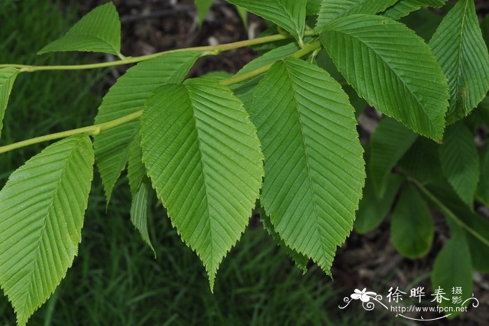 毛背花楸Sorbus aronioides