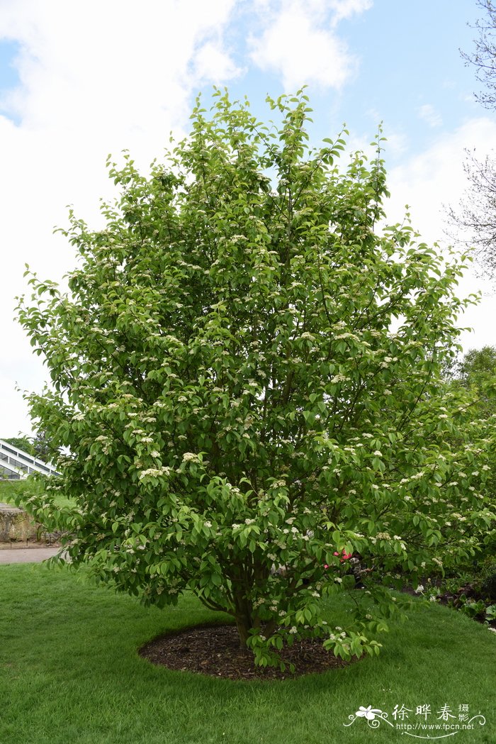 毛背花楸Sorbus aronioides