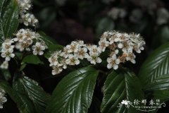 美脉花楸Sorbus caloneura