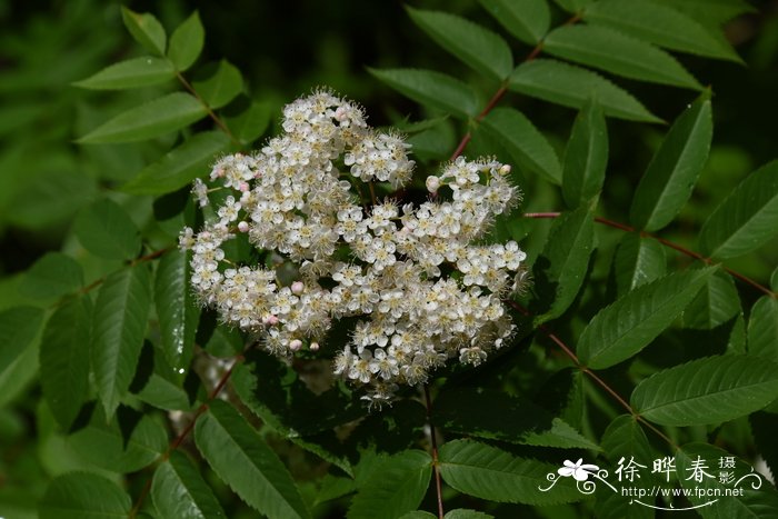 七灶花楸Sorbus commixta