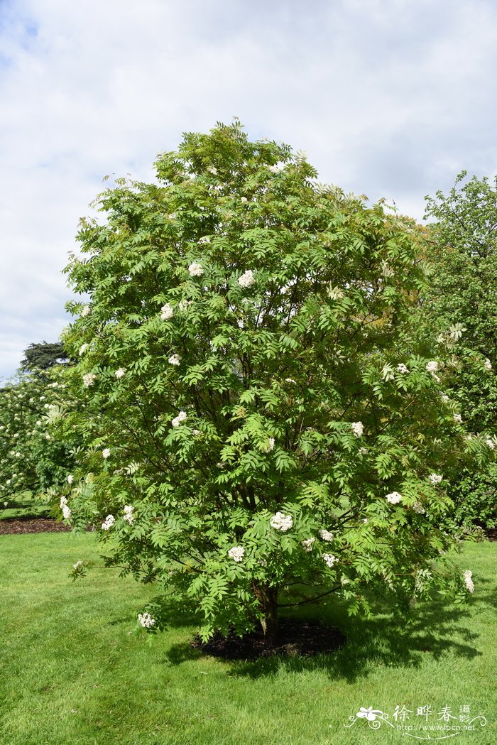 七灶花楸Sorbus commixta