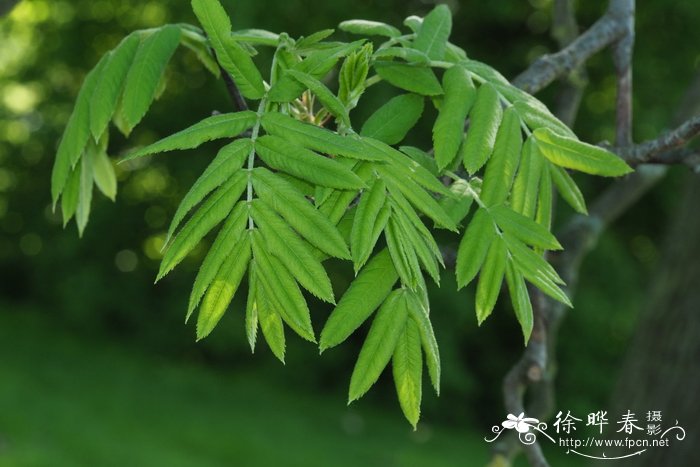 Sorbus domestica f. pyrifera