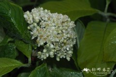 云南花楸 Sorbus griffithii