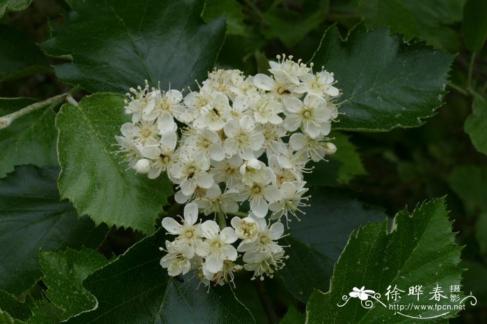 德文花楸Sorbus devoniensis