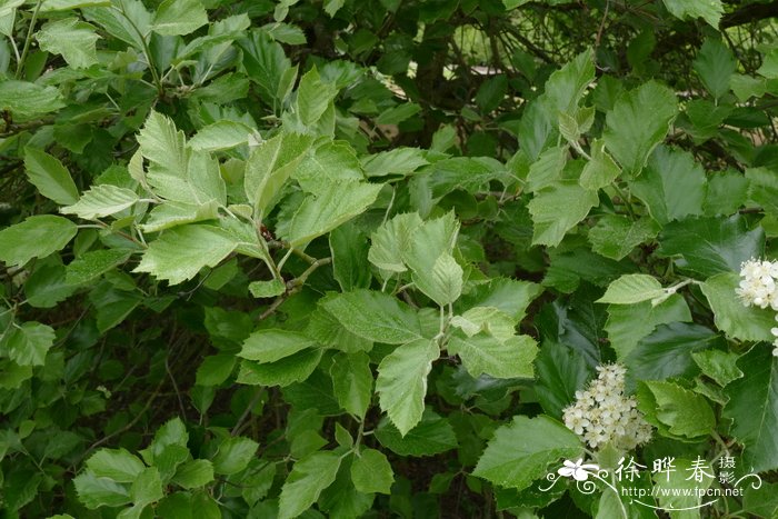 德文花楸Sorbus devoniensis