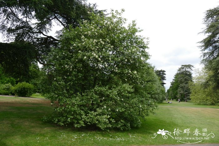 德文花楸Sorbus devoniensis