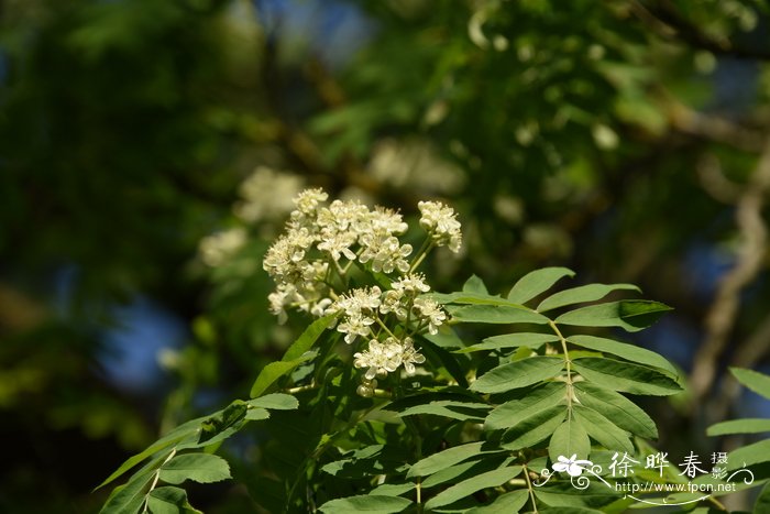 苹果花楸Sorbus domestica f. pomifera