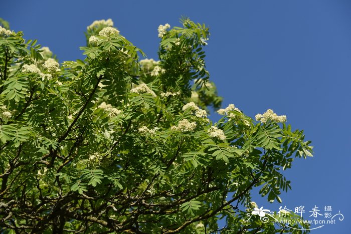 苹果花楸Sorbus domestica f. pomifera