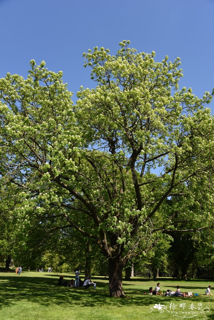 苹果花楸Sorbus domestica f. pomifera