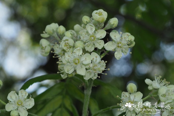 Sorbus domestica f. pyrifera