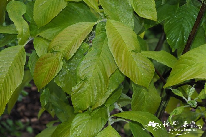 云南花楸 Sorbus griffithii