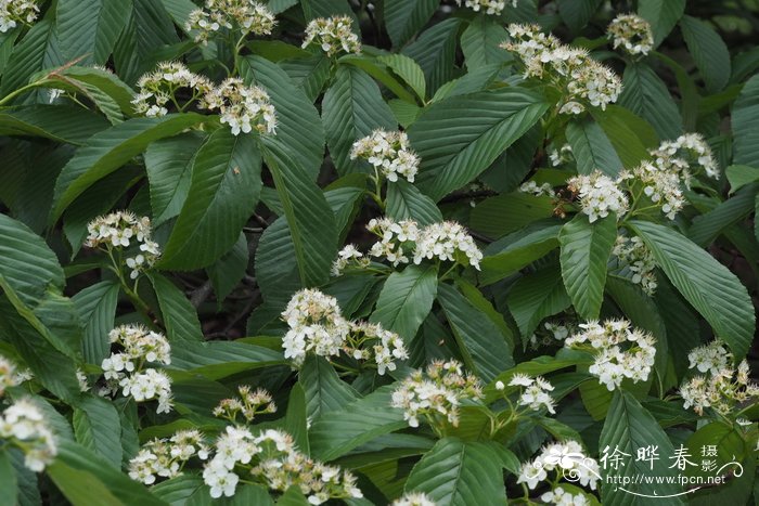 江南花楸Sorbus hemsleyi