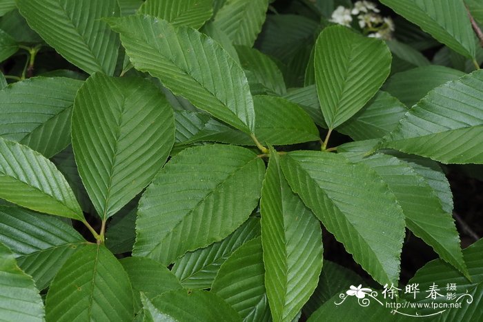 江南花楸Sorbus hemsleyi