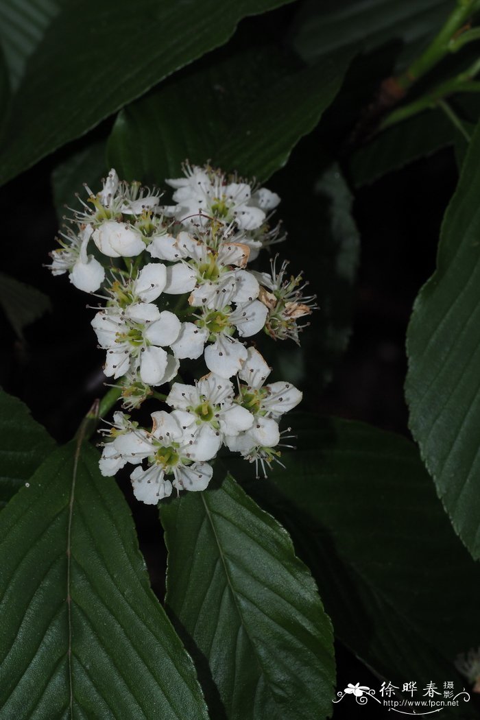 江南花楸Sorbus hemsleyi