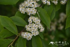 泡吹叶花楸Sorbus meliosmifolia