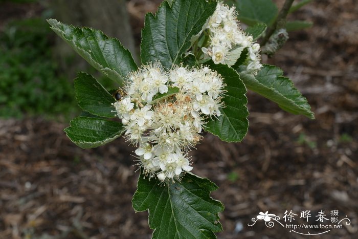 穆氏花楸Sorbus mougeotii