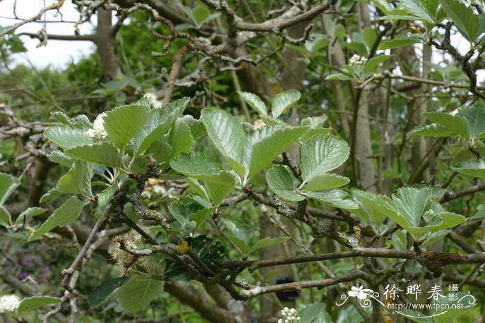 穆氏花楸Sorbus mougeotii