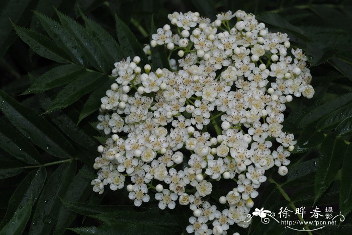 Sorbus ulleungensis